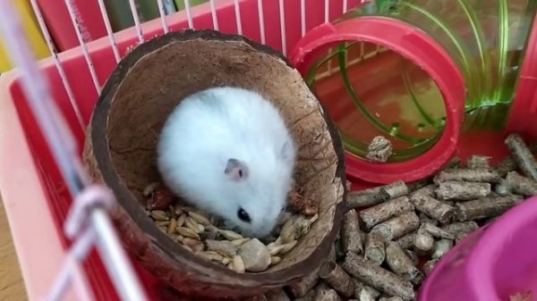 Приручение хомяка день 1