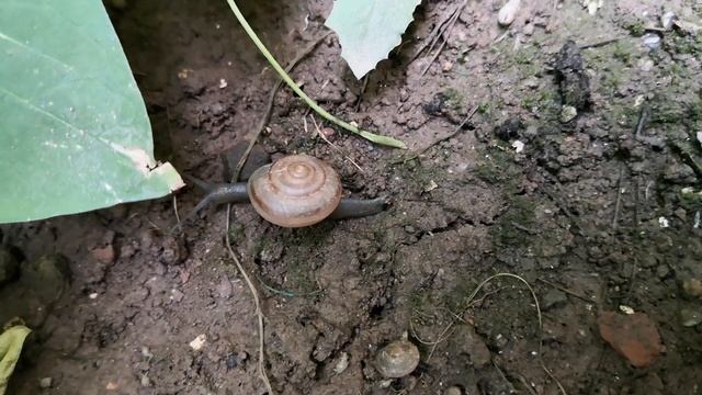 Epic journey of Snails l From Hiding to Plants l Snails in 4k смотреть онлайн