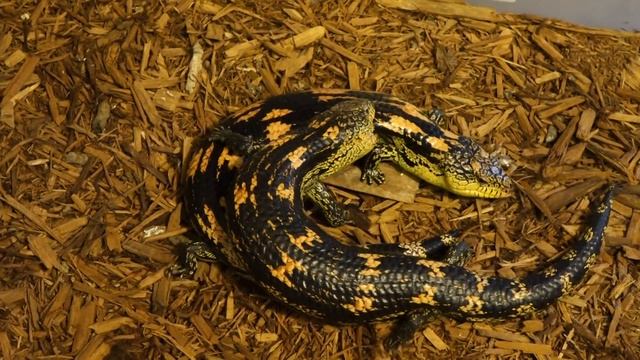 Blotched Blue Tongue Skinks (T. nigrolutea) Breeding смотреть онлайн