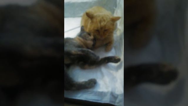 Ах ты доля, моя доля, отцовская дорога! смотреть онлайн