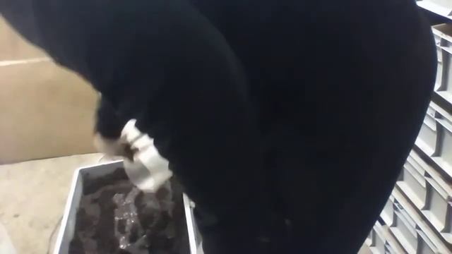 Как аэрация субстрата, спасла наше поголовье червей от засухи! смотреть онлайн