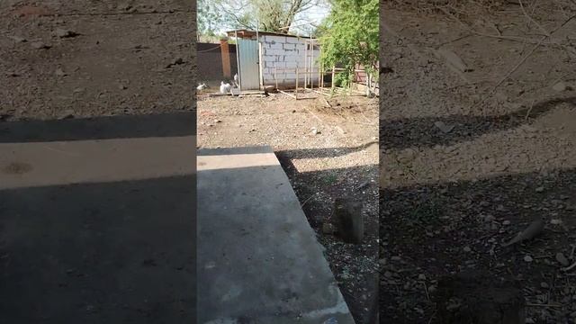 Расклевали Павловского цыплёнка. Как убрать крысу? 🤭 смотреть онлайн