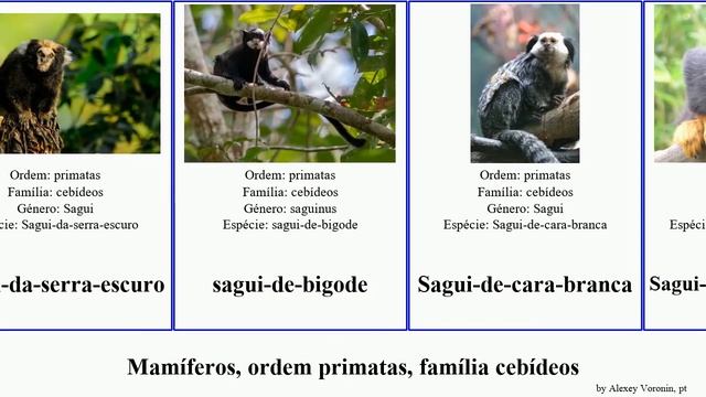 Mamíferos, ordem primatas, família cebídeos mamíferos ordem primatas, família cebídeos.mammal смотреть онлайн