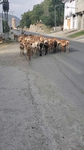 Fat Tail Sheep