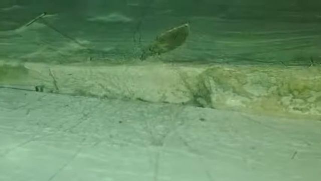 She comes out mostly at night.. mostly смотреть онлайн