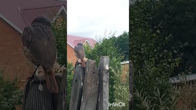 Садовые горихвостки на присаде. 27.06.2024. смотреть онлайн