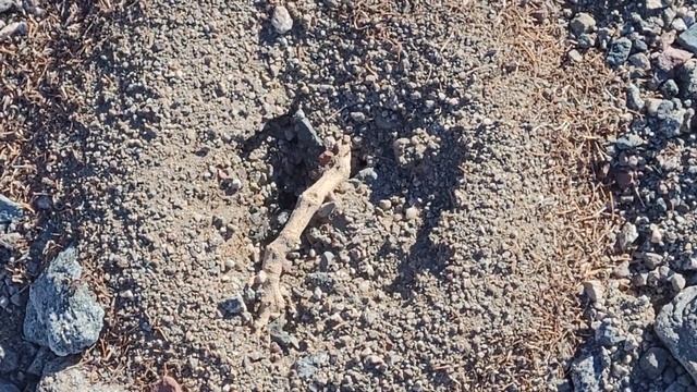 Fauna of Death Valley — Ants at Sidewinder Canyon смотреть онлайн