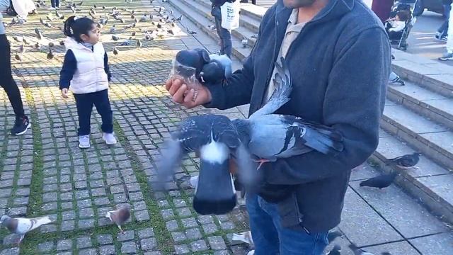 БАРСЕЛОНА ГОРОД - ГОЛУБЕЙ !!! смотреть онлайн