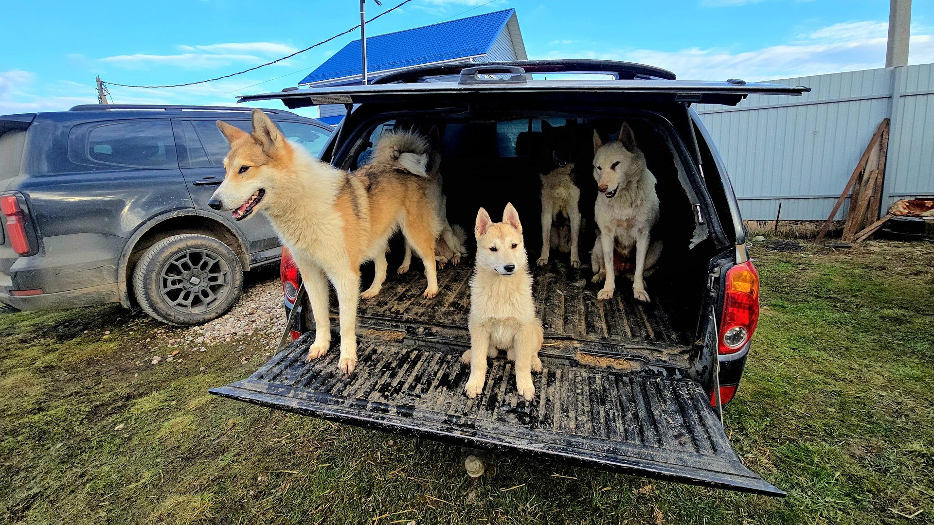 Щенок Дара покинет стаю лаек