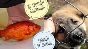 Выселила рыбов на улицу, зажмякала щеночка, увидела журавлей - весна ворвалась к нам снова!