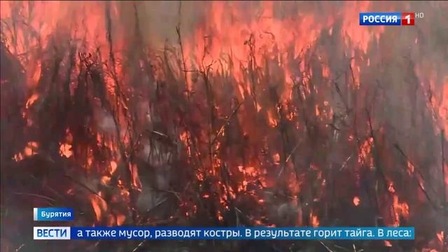 Россия 1 # Вести_Лесные пожары бушуют в Бурятии смотреть онлайн
