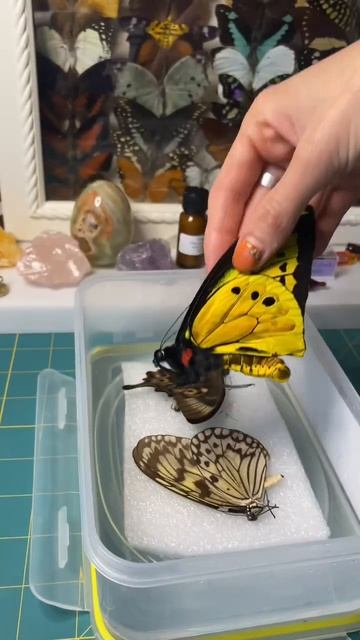 Part one,rehydrating the Goliath birdwing butterfly #entomology #naturalwonders #insects смотреть онлайн
