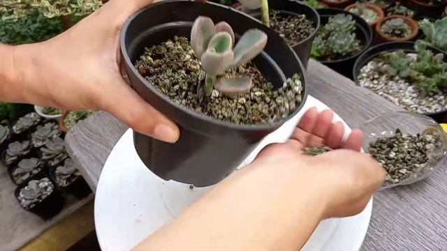 GRAPTOVERIA HARRY WATSON смотреть онлайн