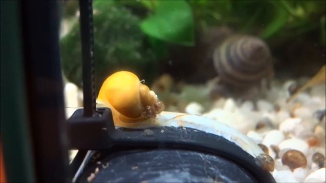 Caracolario Diciembre 2015 смотреть онлайн