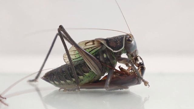 Katydid Sound | Katydid Eating Food & Chirping смотреть онлайн