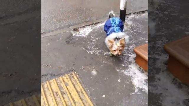 А я иду такая вся в Дольче Габбана смотреть онлайн