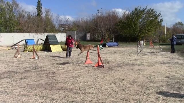 Финал кубка Украины аджилити Чугуев Геннадий и Моня смотреть онлайн