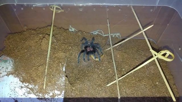 Ptasznik Tygrysi cyclosternum-fasciatum смотреть онлайн