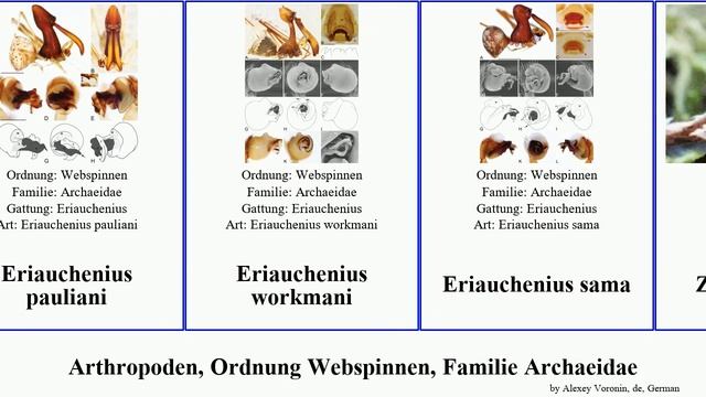 Arthropoden, Ordnung Webspinnen, Familie Archaeidae eriauchenius sama arthropoda Zephyrarchaea Dan смотреть онлайн