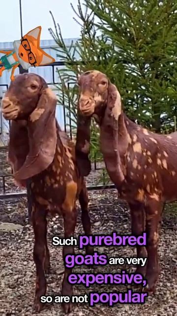 Goat’s long ears #shorts #animals смотреть онлайн