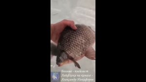 Рыбалка. Мои караси