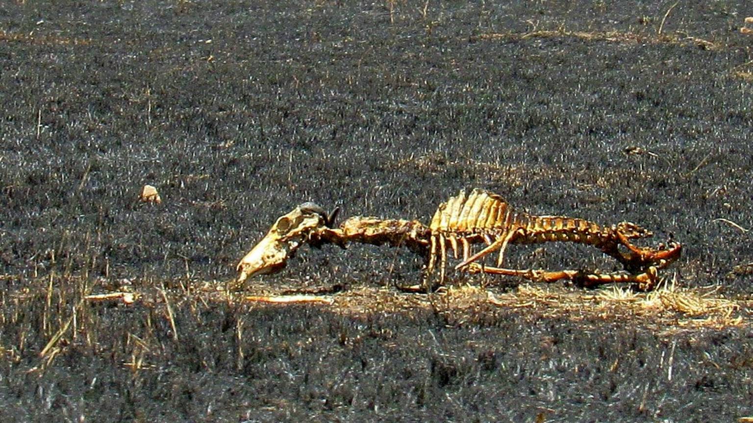 Дикая Кения. Нацпарк Масаи-Мара - один день из жизни животных смотреть онлайн