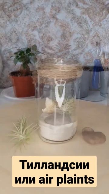 Тилландсии как декор смотреть онлайн