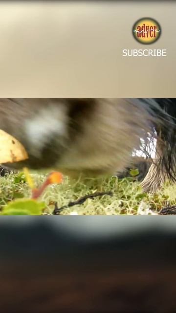 #NATURE WILD [ BISON FIGHTING ] смотреть онлайн