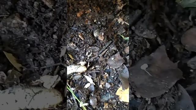 Il compost - larva di coleottero Cetonia смотреть онлайн