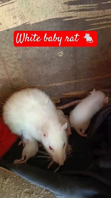 White baby rat breastfeeding#babyrats #shortsvideo#shortvideo#shortsfeed #viral #shortsviral смотреть онлайн