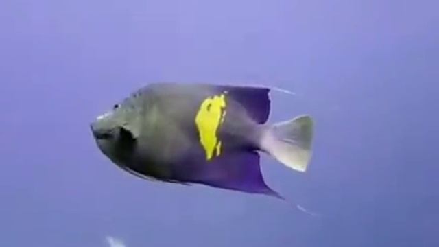 Angelfish смотреть онлайн