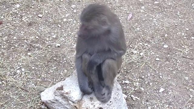 Maszat is patiently (Budapest Zoo, Hamadryas Baboon) смотреть онлайн
