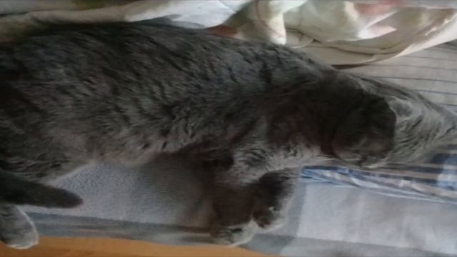 Мой пушистый котэ смотреть онлайн