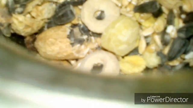 Мои покупки хомке смотреть онлайн