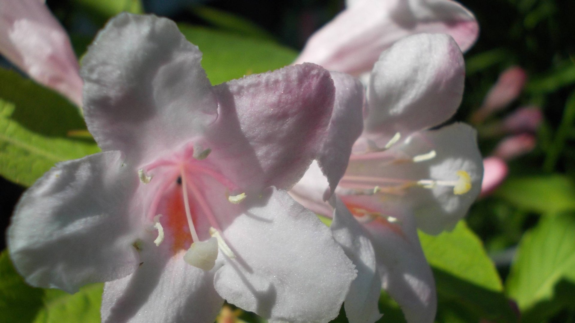 Волшебница  весна царит в моем саду*