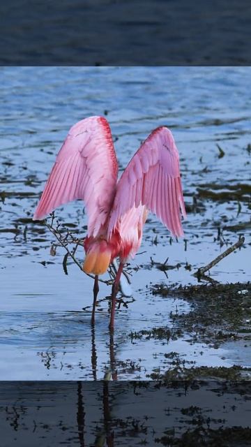 Have you seen wings like these? Roseate Spoonbill смотреть онлайн