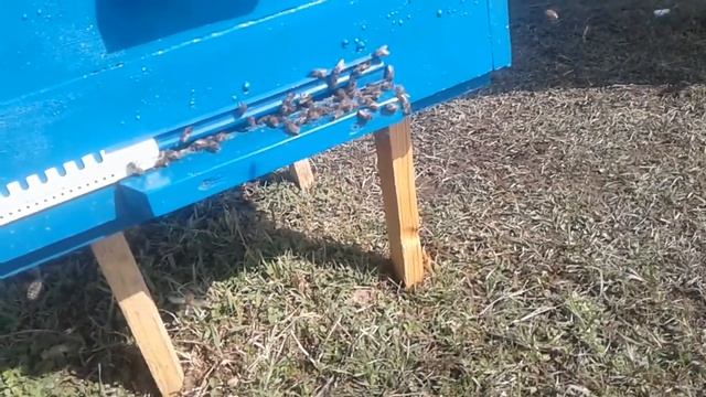 начался облет пчел после 5 ты дней в улья иза холодов . смотреть онлайн