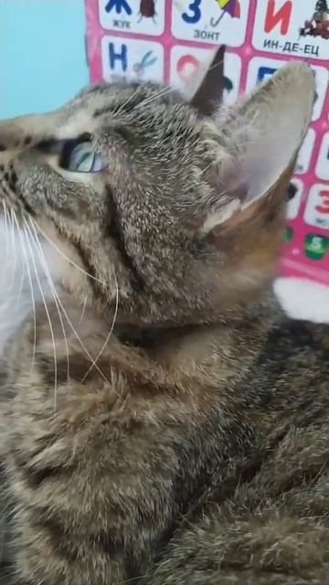 Кошка вертит головой смотреть онлайн