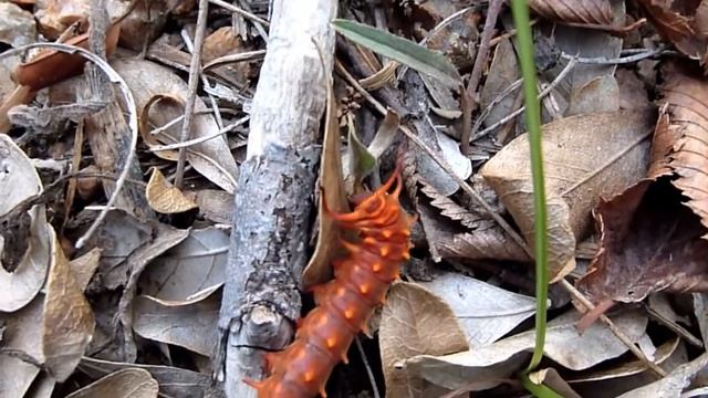ravenous caterpillars 720p 1 смотреть онлайн