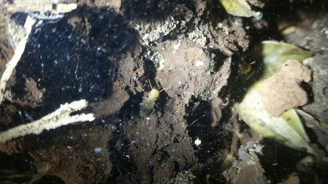 Mastotermes darwiniensis смотреть онлайн