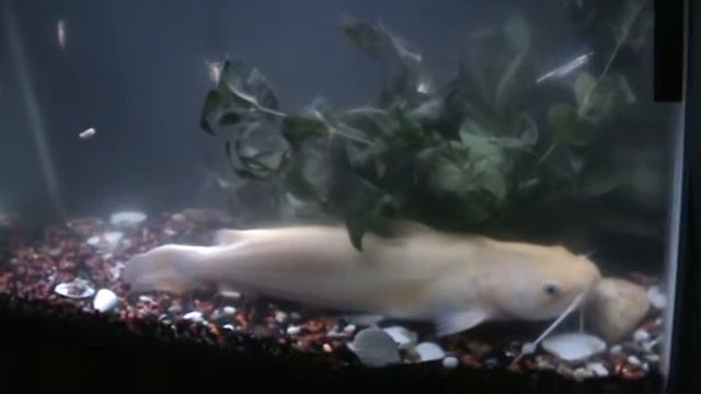my big cat fish смотреть онлайн