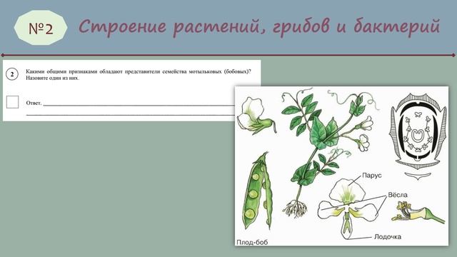 ВПР 7класс Биология_2025 № 2 смотреть онлайн