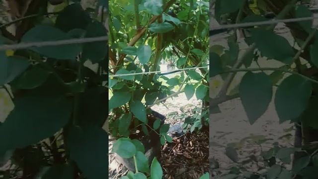 #англия #кыргызстан #голубика смотреть онлайн