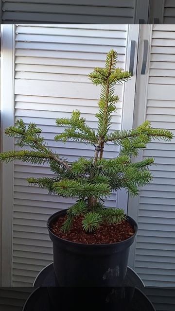 Ель колючая Майголд
( Picea pungens Maigold ) #shorts смотреть онлайн
