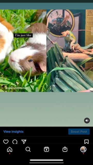 Tahoe 317 | Funniest Viral Animals Compilation #shorts смотреть онлайн
