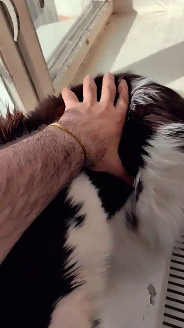 мой любимый котик #Майкун. смотреть онлайн