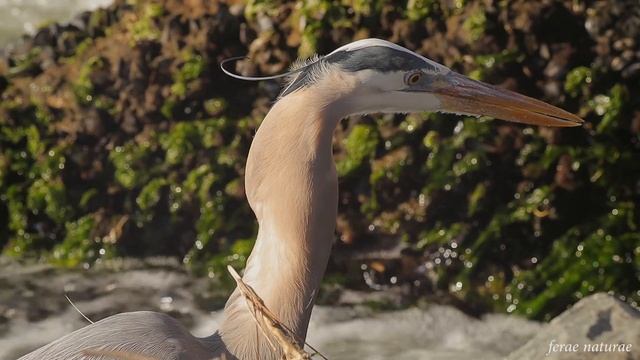 Great blue heron swallows a smelt смотреть онлайн