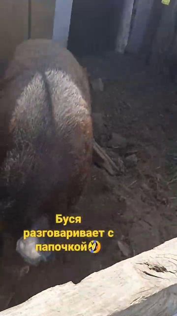 #деревня #буся#дикийкабан смотреть онлайн