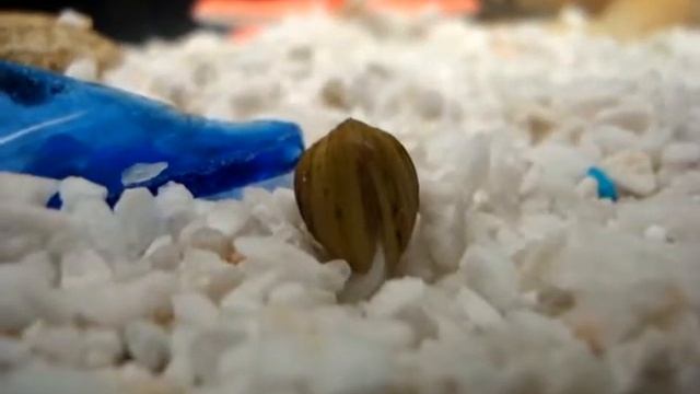 CORBICULA FLUMINEA en aquarium смотреть онлайн