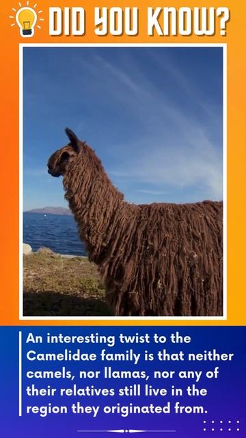 8 Interesting Facts About Llamas - part 2 #shorts #facts #llamas смотреть онлайн